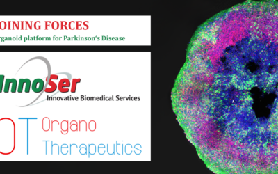 InnoSer und OrganoTherapeutics bieten Organoide des Mittelhirns an