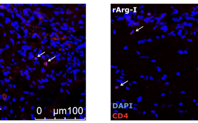 Characterization of a Spinal Cord Injury (SCI) Mouse Model