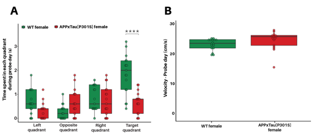 Motor coordination assessed using the Balance Beam Test shows increased slips with no significant differences between males and females. 